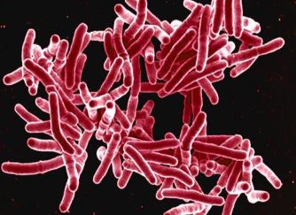tuberculosis germ enlarged view image tuberculosis germ enlarged view image